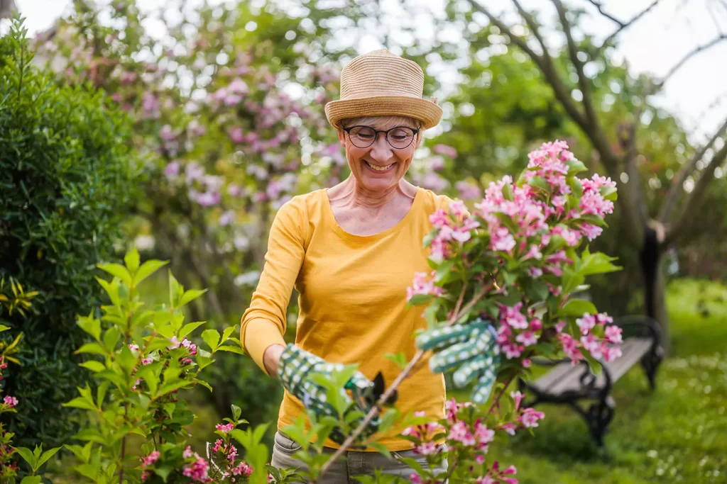 Woman helping with gardening, cutting back flowers
